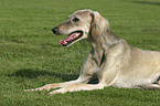 lying Saluki