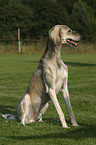 sitting Saluki