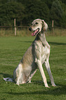 sitting Saluki