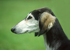 Saluki Portrait