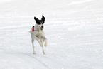 running Saluki