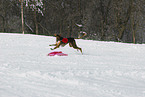 running Saluki