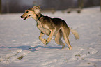 running Saluki