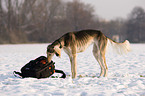 Saluki