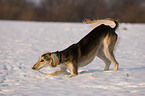 Saluki