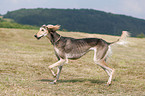 running Saluki