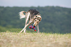 playing Saluki