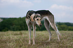 Saluki