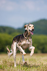 running Saluki