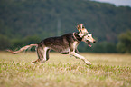 running Saluki