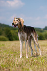 Saluki