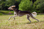 running Saluki