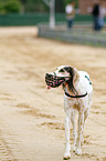 walking Saluki