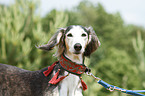 Saluki Portrait