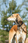 Saluki Portrait