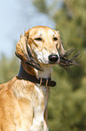 Saluki Portrait