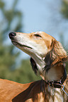 Saluki Portrait