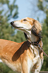 Saluki Portrait