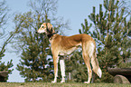 standing Saluki