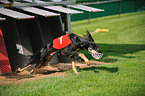 running Persian Greyhound