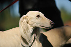 Persian Greyhound Portrait