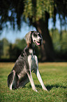 sitting Persian Greyhound