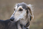 Saluki Portrait