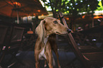 standing Saluki