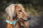 Saluki