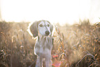 Saluki puppy