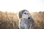 Saluki puppy