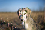 Saluki puppy