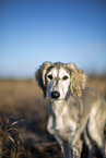 Saluki puppy