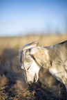 Saluki puppy