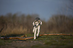 Saluki puppy