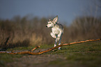 Saluki puppy