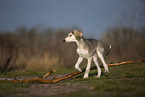 Saluki puppy