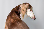 Saluki