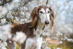 Saluki