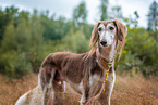 Saluki