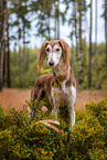 Saluki