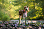 Saluki