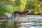 Saluki