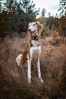 Saluki