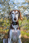 Saluki