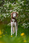 Saluki