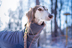 Saluki