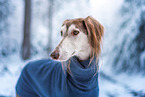 Saluki