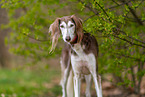 Saluki