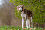 Saluki